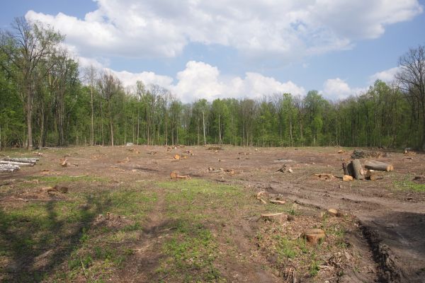Pasture Clearing in Poulsbo
