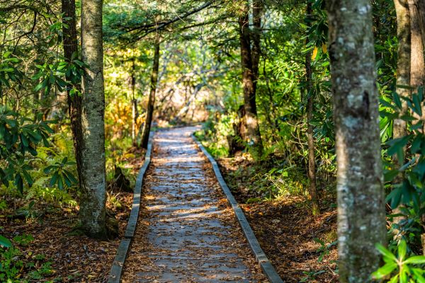Trail Clearing in Poulsbo