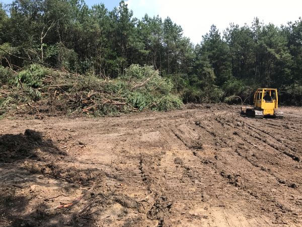 Thicket Clearing in Poulsbo
